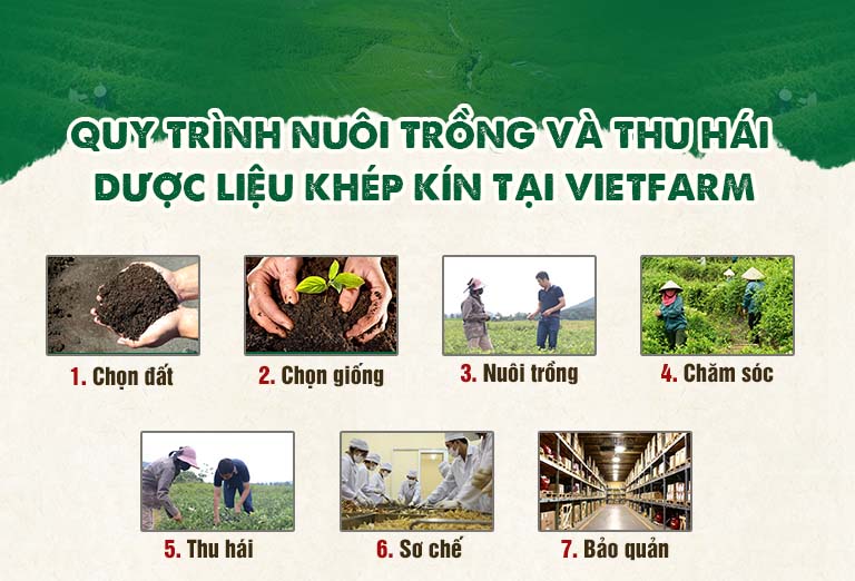 Quy trình nuôi trồng, chăm sóc và thu hái dược liệu tại Trung tâm Vietfarm