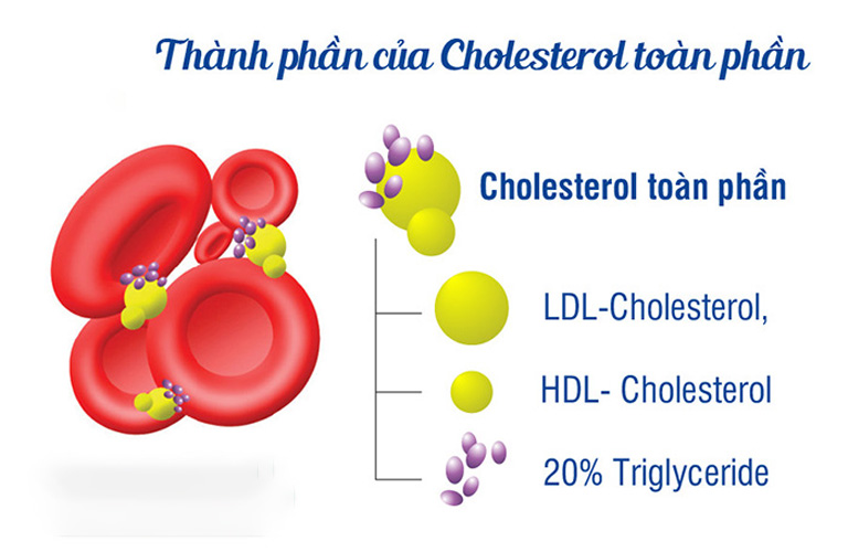 Thành phần của cholesterol toàn phần