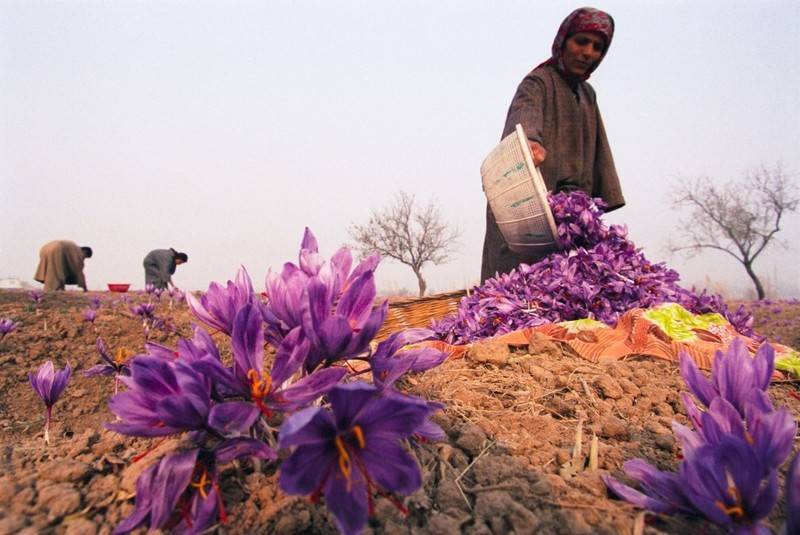 Nhụy hoa nghệ tây Maroc được đánh giá cao bởi yếu tố chất lượng